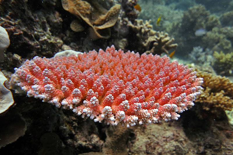 Bright fluorescent red Acropora millepora coral.