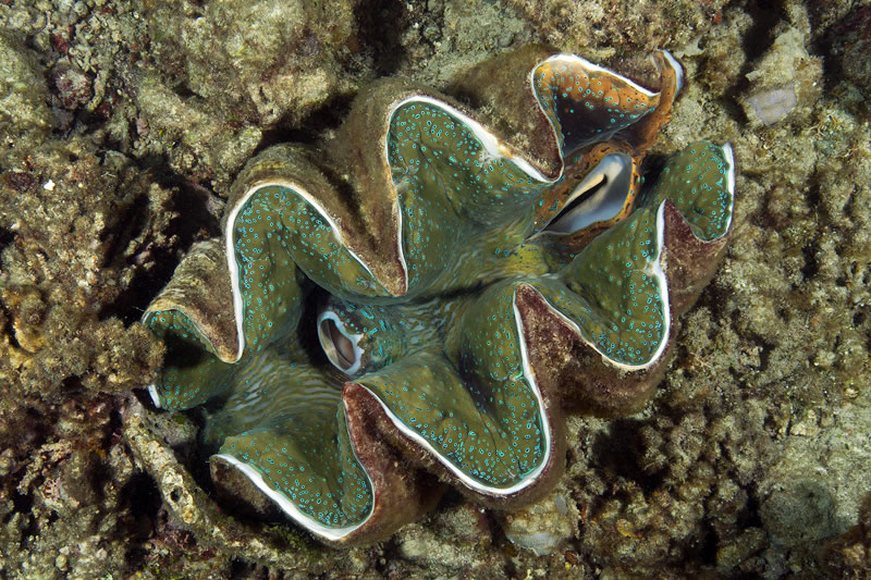 Giant clam (Tridacna sp.)