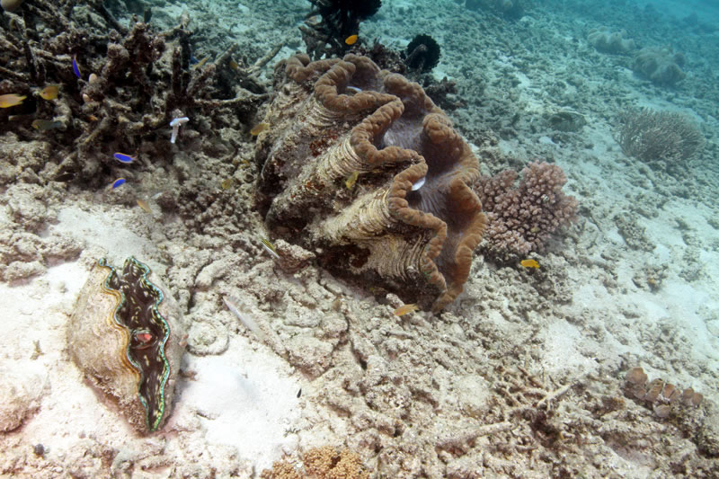 Giant clams (Tridacna gigas)
