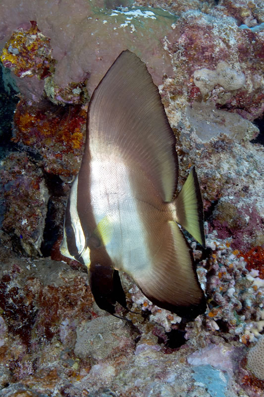 Golden Spadefish (Platax boersii) juvenile.