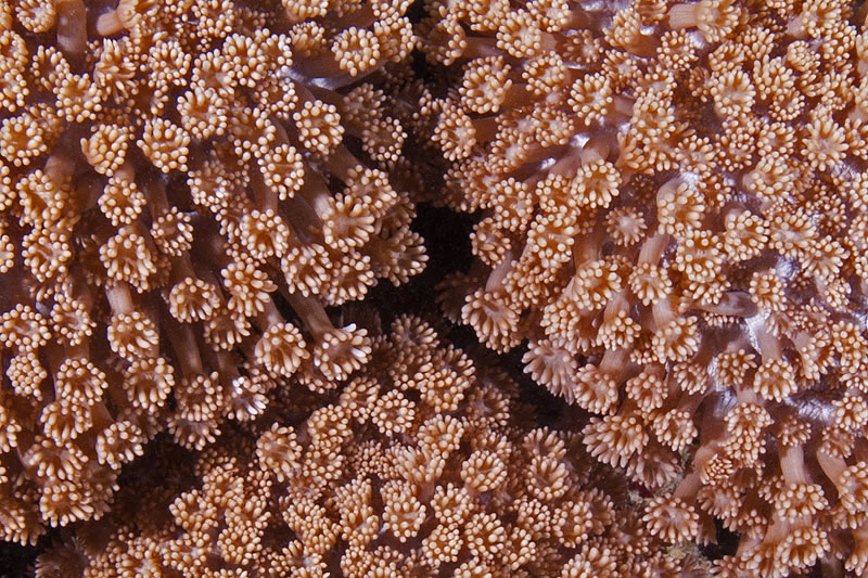 Closeup of the polyps from a Goniopora coral.