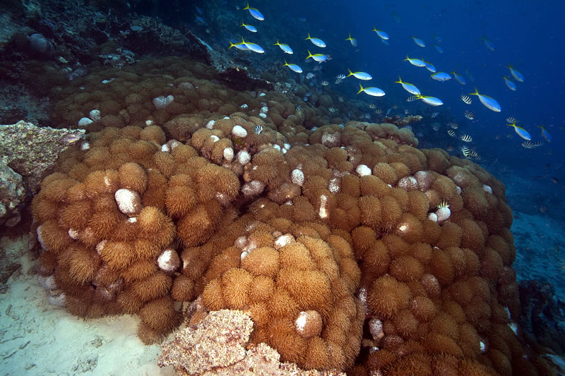 Large colony of Goniopora coral notable for having its long extended polyps out during the daytime.