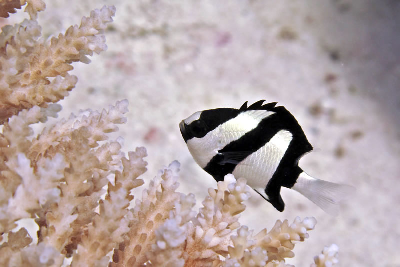 Humbug Dascyllus (Dascyllus aruanus) hiding in an acroporid coral.