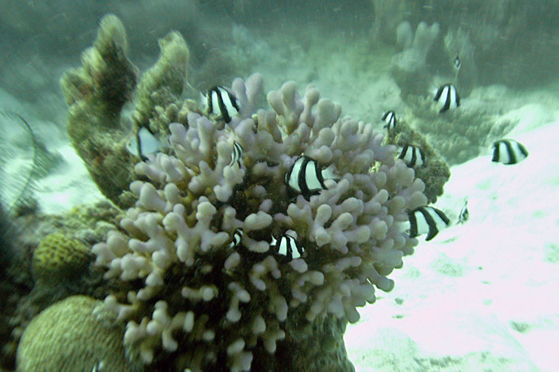 Humbug Dascyllus on Stylophora coral.