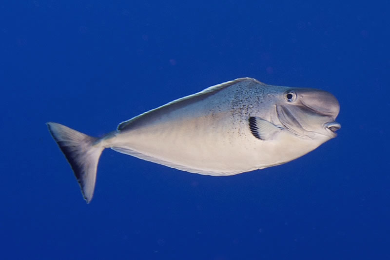 Humpnose Unicornfish (Naso tonganus)