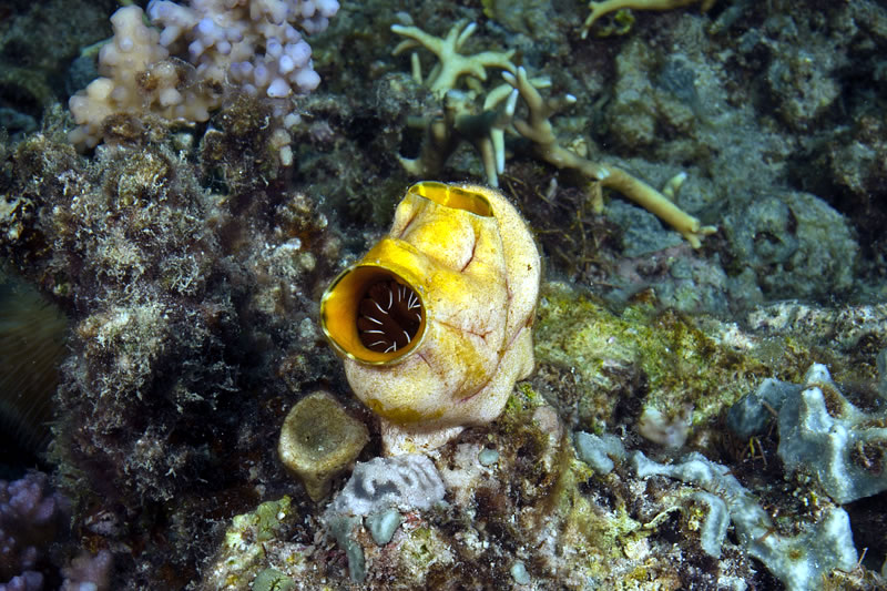 Large bulbous solitart tunicate (Polycarpa autata).
