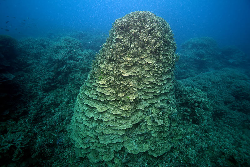 Large stack of Porites rus coral in the shallows.