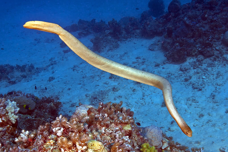 Olive Sea Snake (Aipysurus laevis) have flattened bodies and tails which allow them to swim effortlessly underwater.