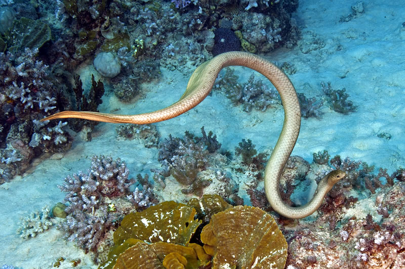 Olive Sea Snake (Aipysurus laevis) hunting for small fishes on the reef.