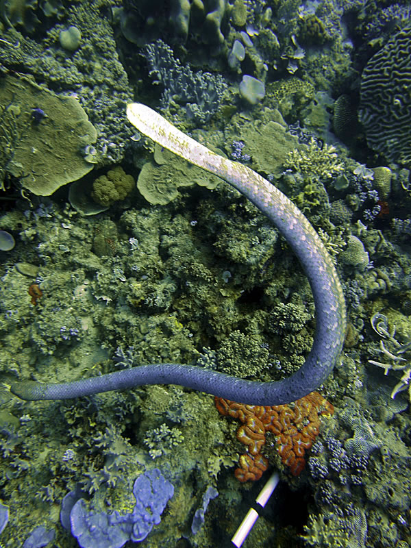Olive Sea Snake (Aipysurus laevis) investigating Konrad Hughen\'s transect while he works.