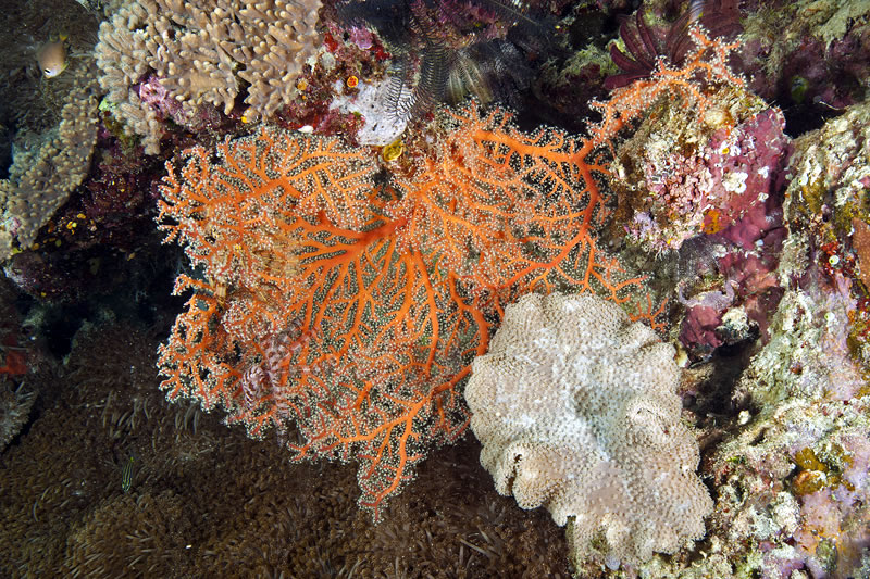 Orange cryptic seafan (Siphonogorgia sp.) in the underhang of a reef.