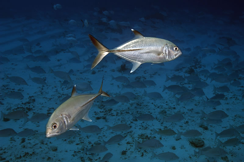 Pair of Bigeye Trevally (Caranx sexfasciatus) in front of large school of snappers.