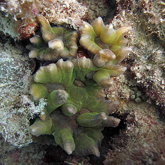 Pectinia paeonia coral.