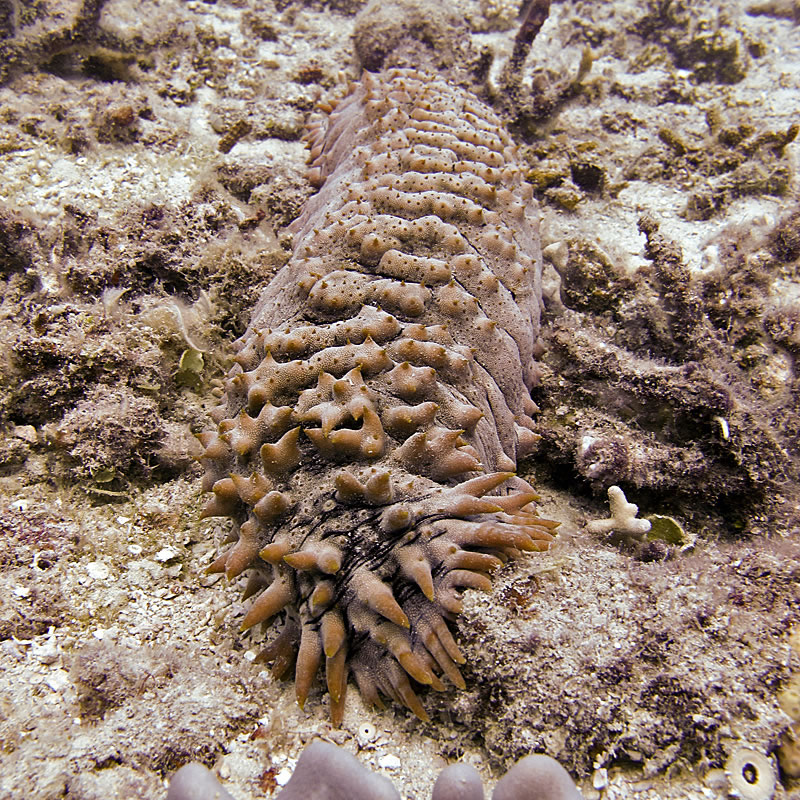 Pineapple Sea Cucumber (Thelenota ananas)