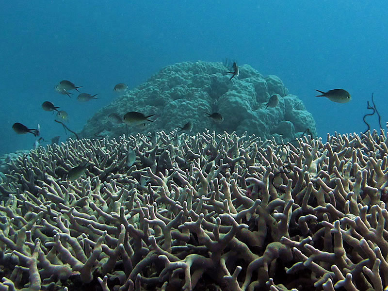 Porites cylindrica in the foreground and Porites lobata in the background with damselfish hovering.