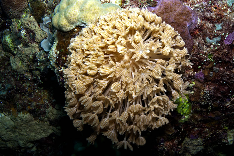 Pulsing flower-like polyps of the Xenia soft coral.