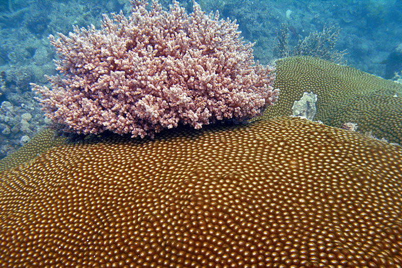 Red algae clump on Diploastrea coral.