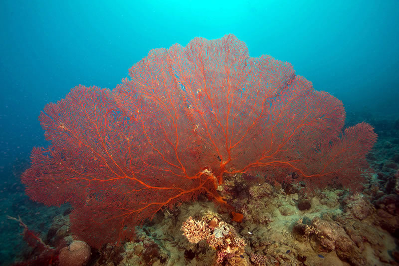 Large (> 1m diameter) red sea fan (family Melithaeidae).