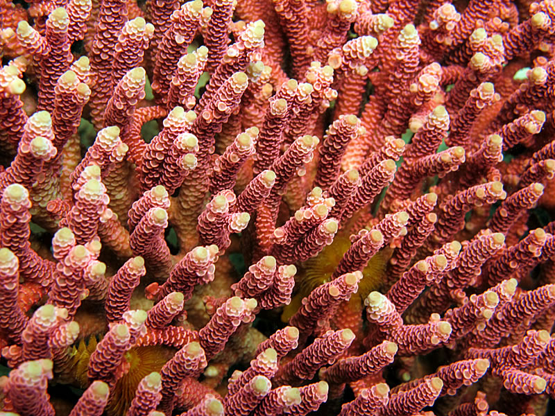 Lovely red table Acropora millepora coral.