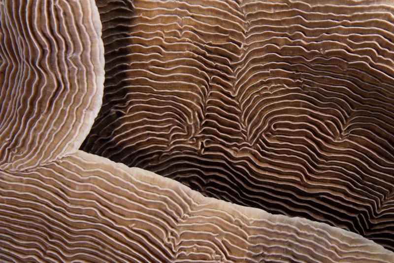 Ridges and grooves of Pachyseris coral.