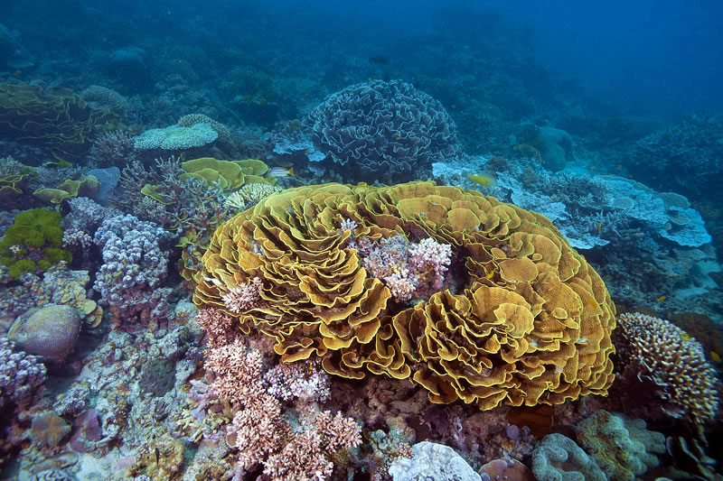 Ruffled rosettes of Turbinaria corals.