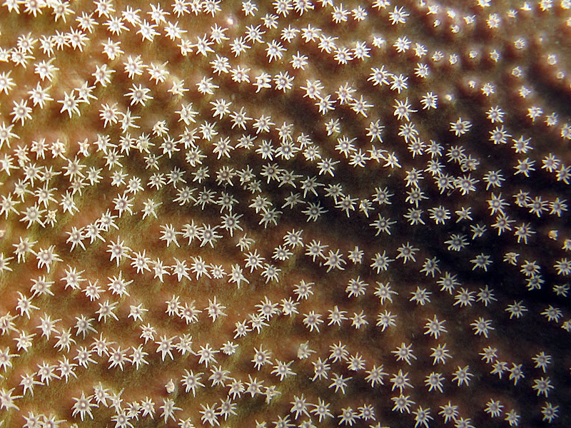 Sarcophyton leather coral polyp detail.