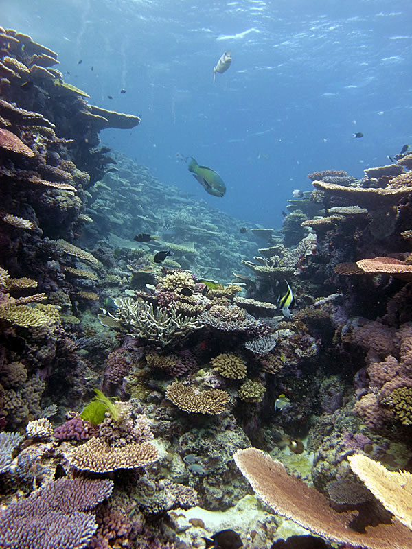 Scenic landscape of a healthy reef.