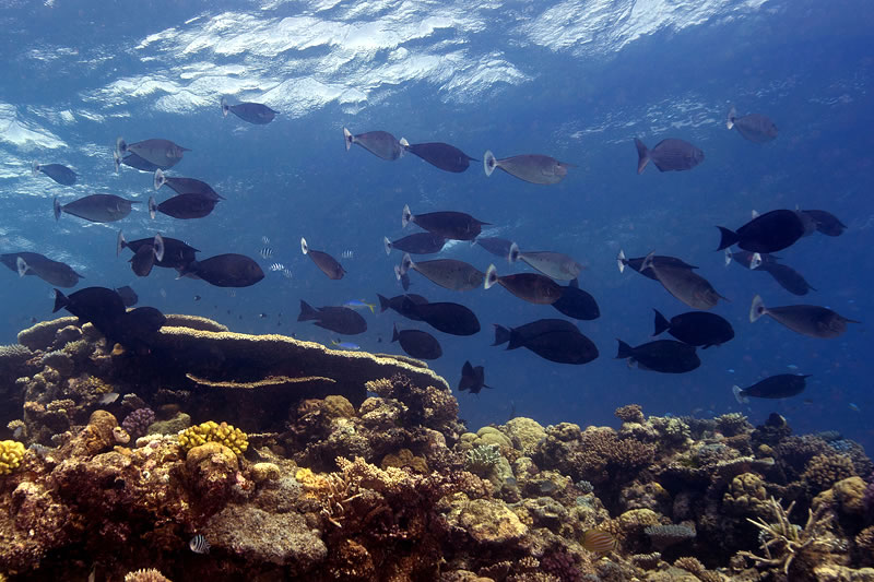 School of Spotted Unicornfish (Naso brevirostris) cruise by a wall on the reef.