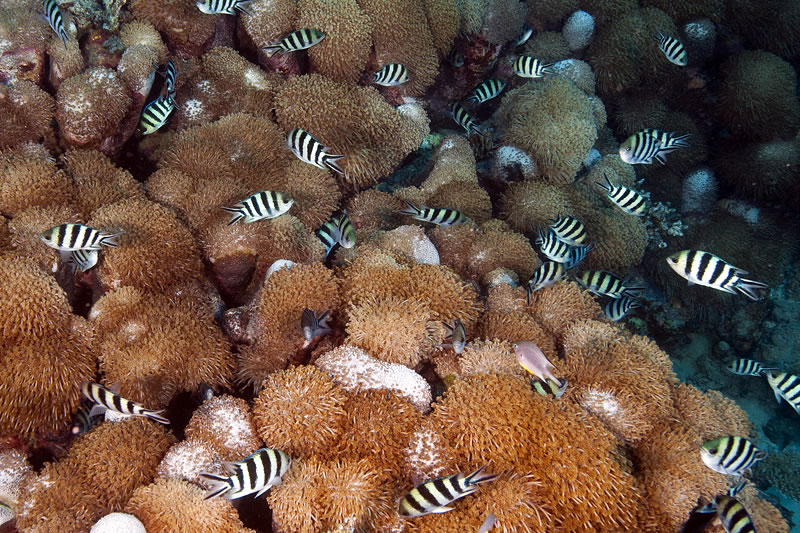 Scissortail Sergeant (Abudef sexfasciatus) damselfishes living among the Goniopora coral.