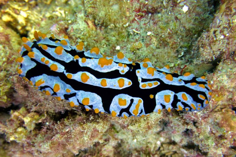 Sea slug.