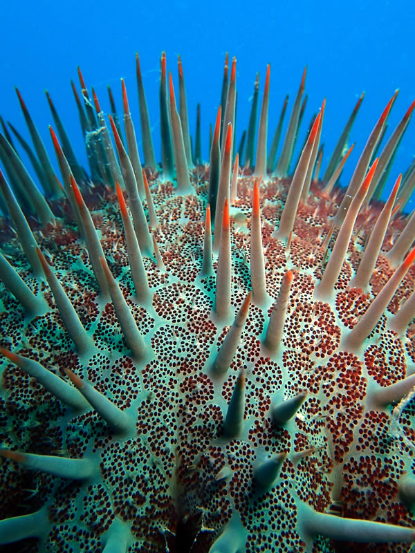 Surface detail of a Crown-of-thorns Seastar showing the sharp toxic spines.