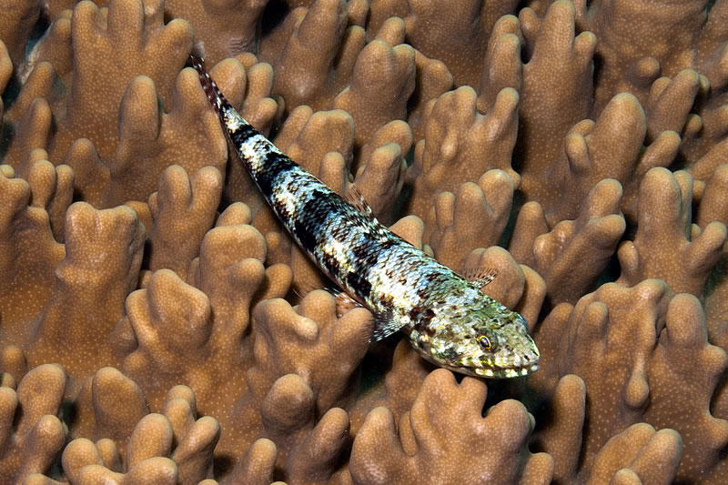 Slender Lizardfish (Saurida gracilis) perched on rubbery Sinularia soft coral.
