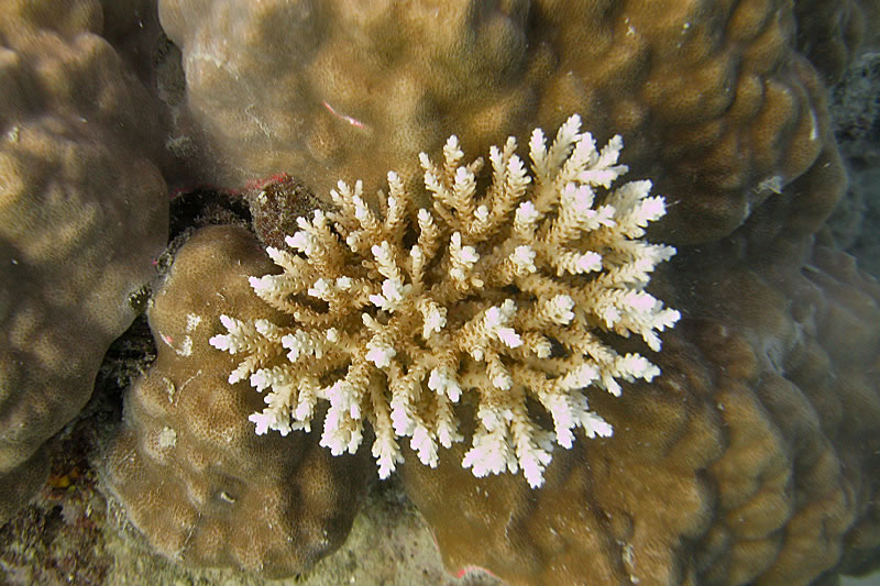 Small Acropora growing on top of a Porites lobata coral.