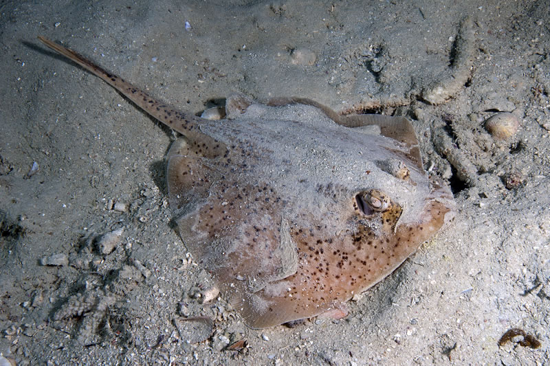Small brown speckled ray that so far has remained unidentified.