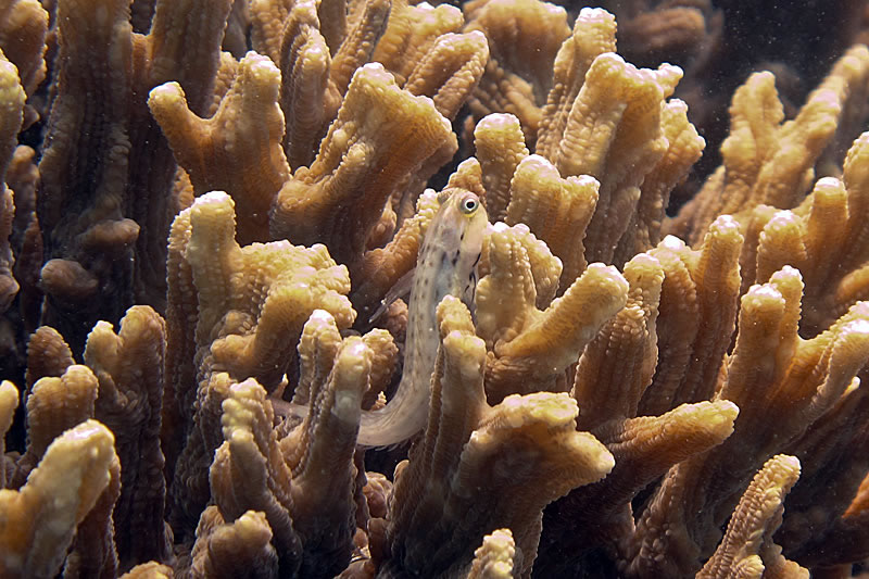Small Spotted Blenny ( ) hiding in Pectinia alcicornis.