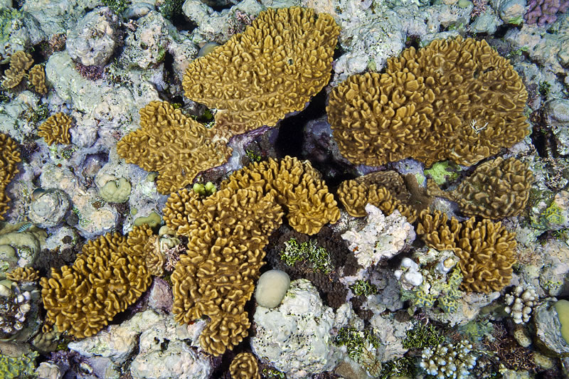 Soft Corals of Ribbon Reefs