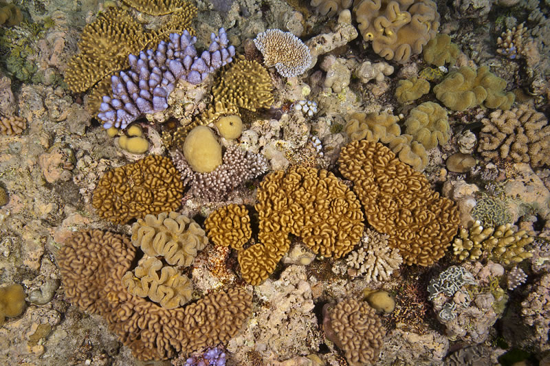 Soft Corals of Ribbon Reefs