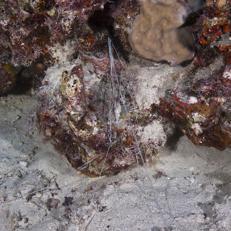 Spaghetti Worm (Loimia medusa) extends its sticky tentacles from it crevice home to search for organic matter to eat.
