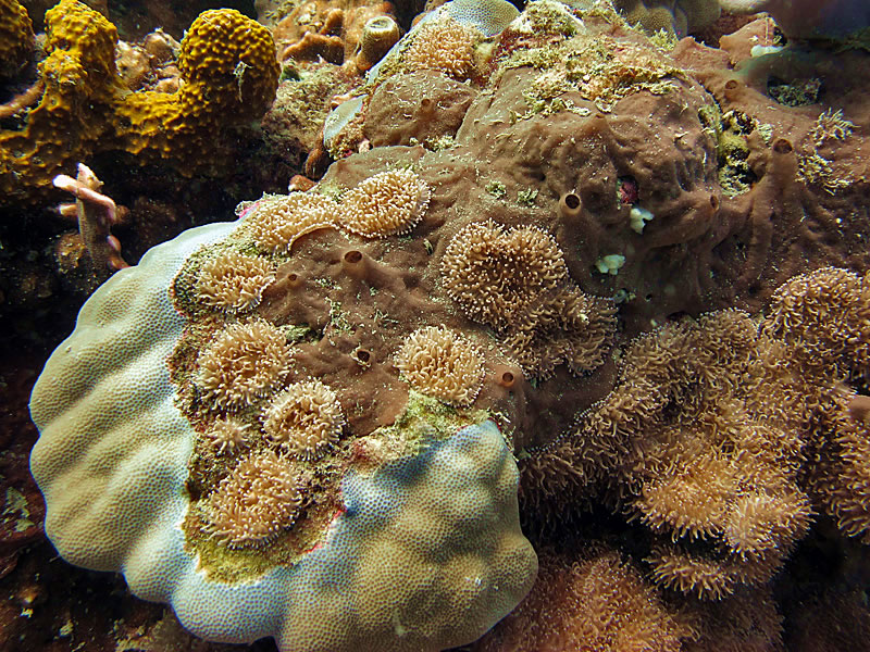 Sponge and corallimorphs covering dead area of Porites lobata.