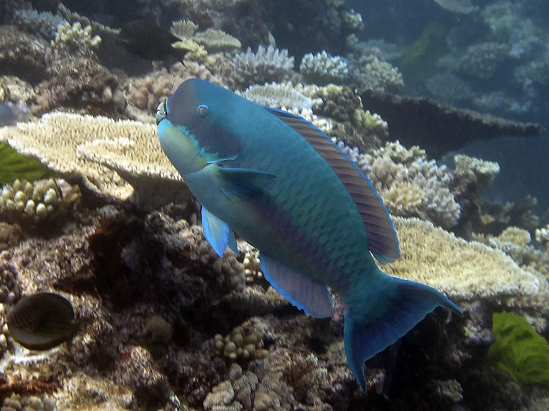Steephead Parrotfish (Chlorurus microrhinos).