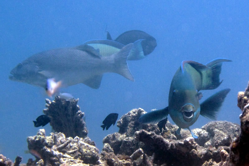 Steephead Parrotfish (Chlorurus microrhinos) along with a grouper, damselfishes, and surgeonfishes.