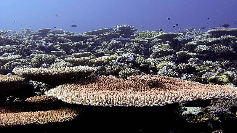 Table Acroporas on a shallow reef ridge.
