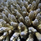 Acropora closeup.