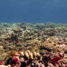 Reef crest with smaller acroporid corals and splashes of bright red from an encrusting sponge.