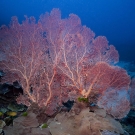  Very large Annella reticulata pink sea fan.