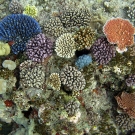 \"Artist\'s pallete\" of colorful corals.