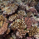 A colorful assortment of acroporid and pocilloporid corals cover the shallow reef crest.