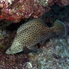 Baramundi (Cromileptes altivelis) hiding under an overhang.