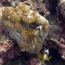 Barrier Reef Anemonefish (Amphiprion akindynos) in host anemone,