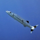 Blackfin Barracuda (Sphyraena qenie) with interesting black and white markings on tail.